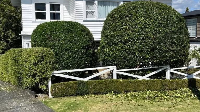 Two large shrubs clipped into neat domes in front of a white weatherboard house, with a low trimmed hedge along the fence