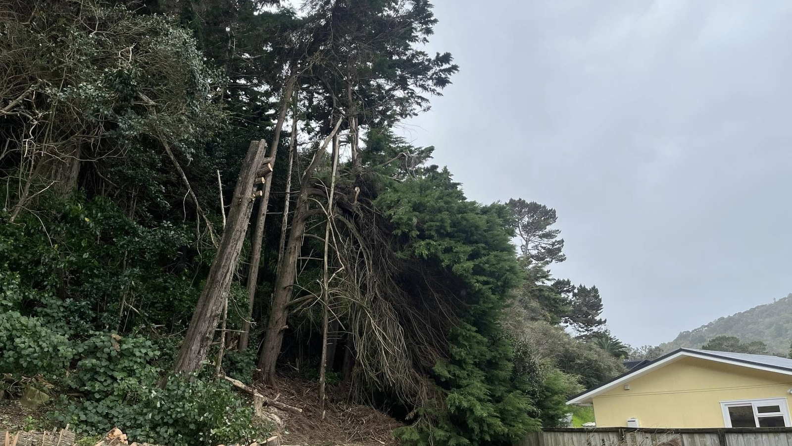 Tall pines being felled on a bank above a yellow house, rounds already stacked along the lawn