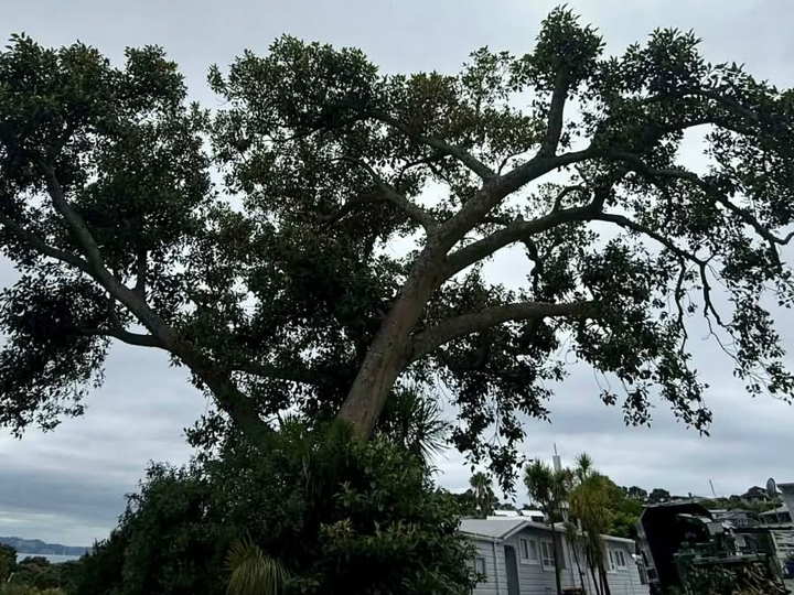A large tree with a broad, spreading canopy beside houses, the sea visible beyond it