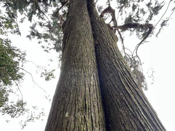 Looking straight up the two tall, straight trunks of a large tree into its crown