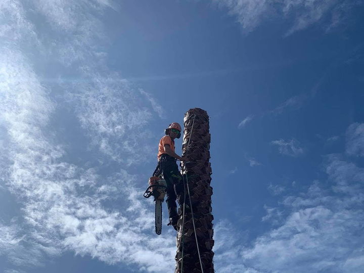 Arborist in orange hi-vis roped to the top of a bare palm trunk with a chainsaw, against a blue sky streaked with cloud
