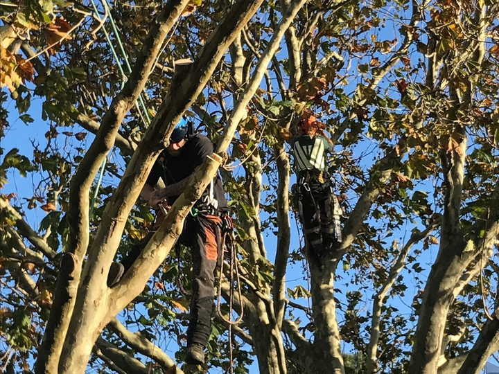 Two arborists roped into the canopy of a large deciduous tree, working among the branches against a blue sky