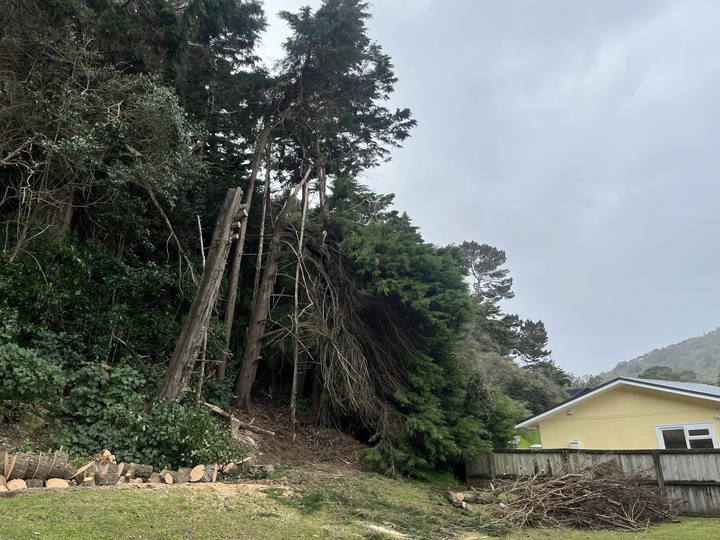 Tall pines being felled on a bank above a yellow house, rounds already stacked along the lawn