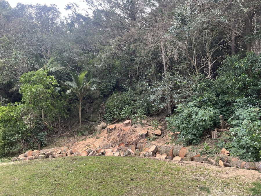 Cut rounds lined up along the foot of a cleared bank, with palms and bush left standing above