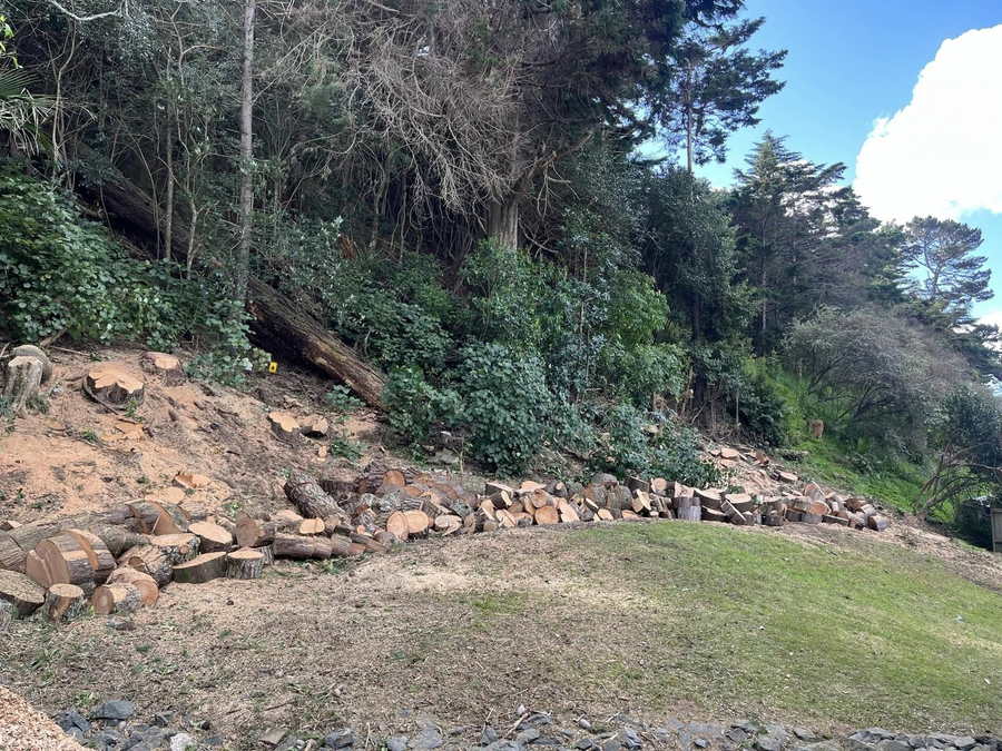 A steep bush bank after tree removal, the cut rounds stacked in a line along the bottom of the slope