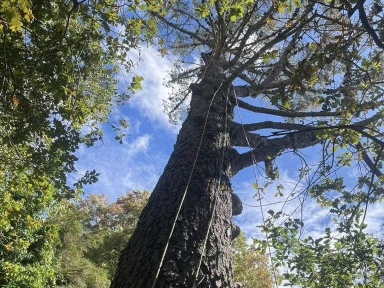 Looking up a tall pine trunk, a climbing rope running up to an arborist in the crown