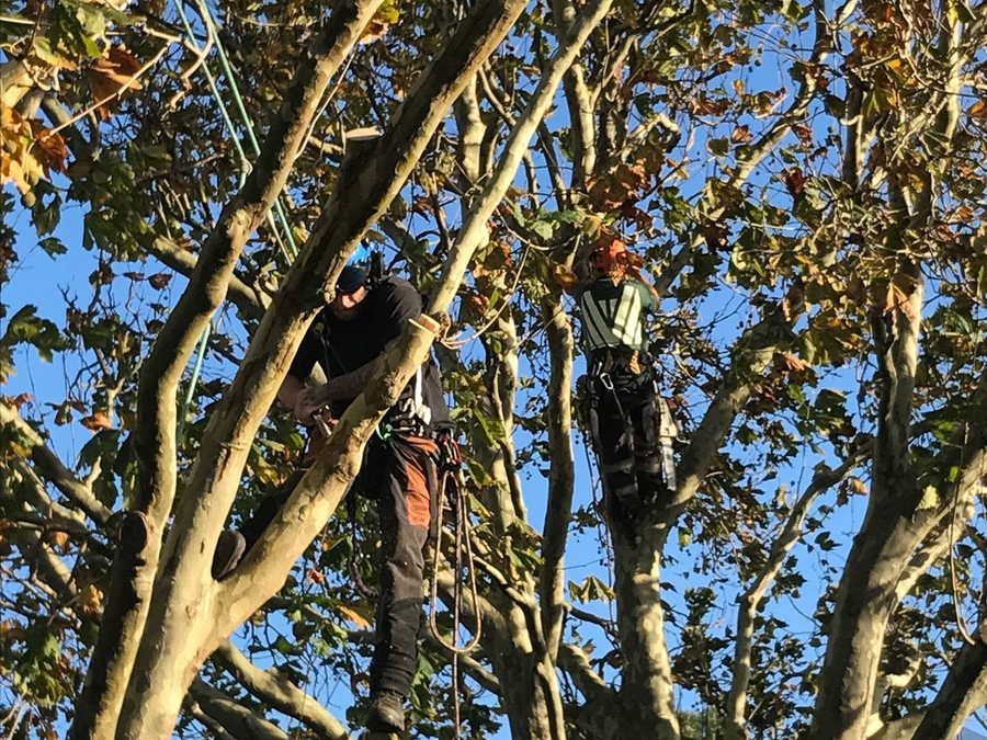 Two arborists roped into the canopy of a large deciduous tree, working among the branches against a blue sky