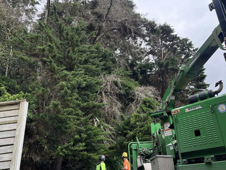 Two arborists in hi-vis beside a green truck-mounted chipper at the foot of a stand of tall conifers