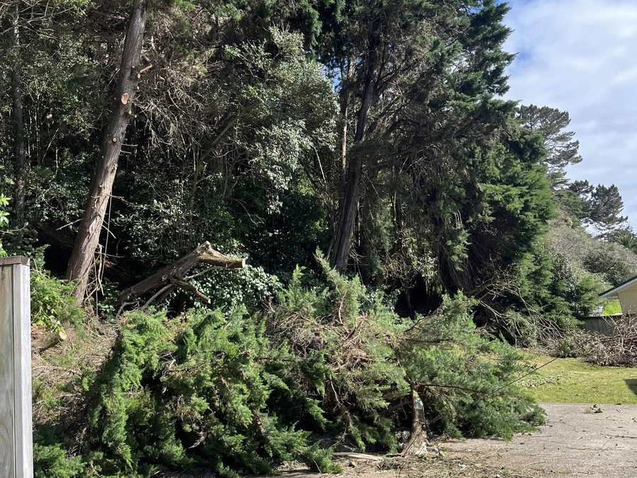 Felled conifers lying along the edge of a driveway beneath a stand of tall pines