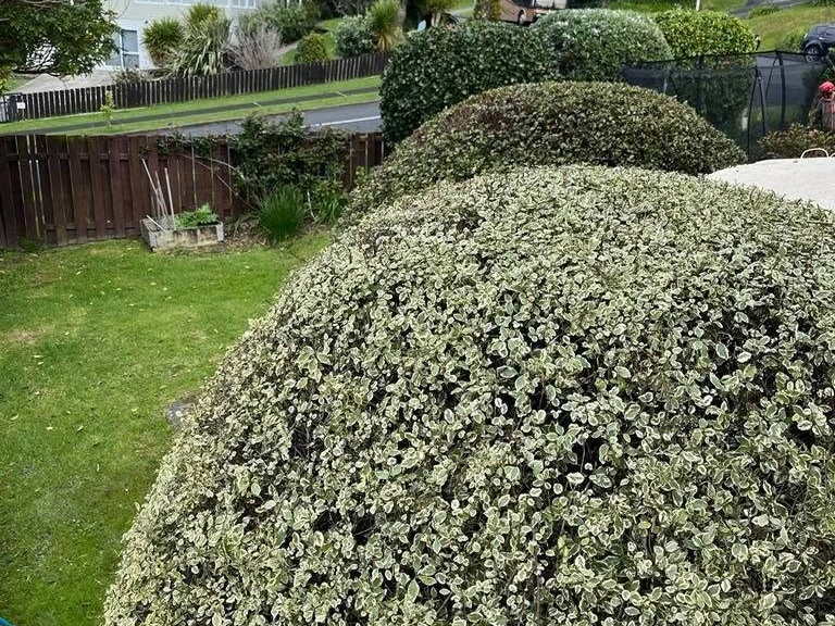 A variegated shrub clipped into a tight dome above a sloping lawn and neighbouring houses