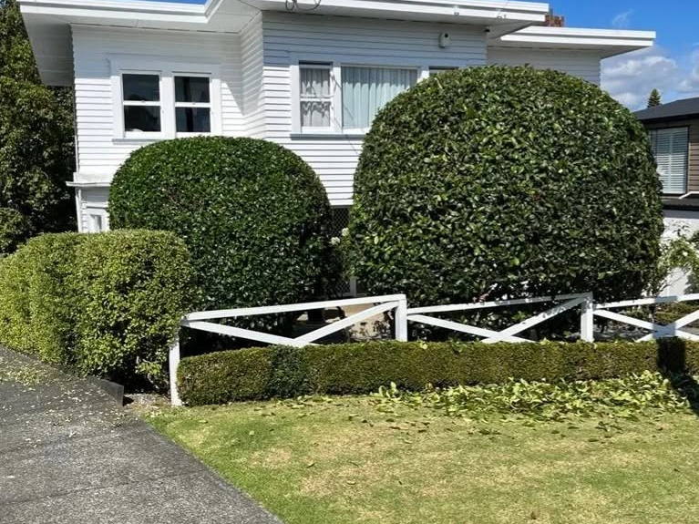 Two large shrubs clipped into neat domes in front of a white weatherboard house, with a low trimmed hedge along the fence