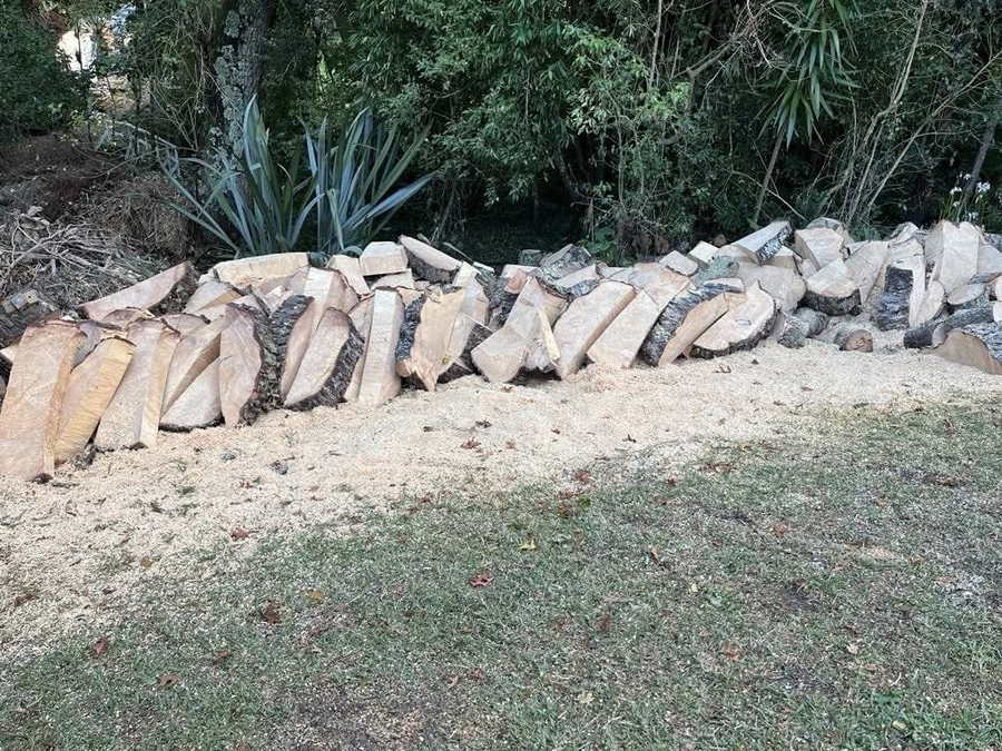Pale rounds from a felled tree stood on edge in a curved row on a lawn, sawdust spread around them