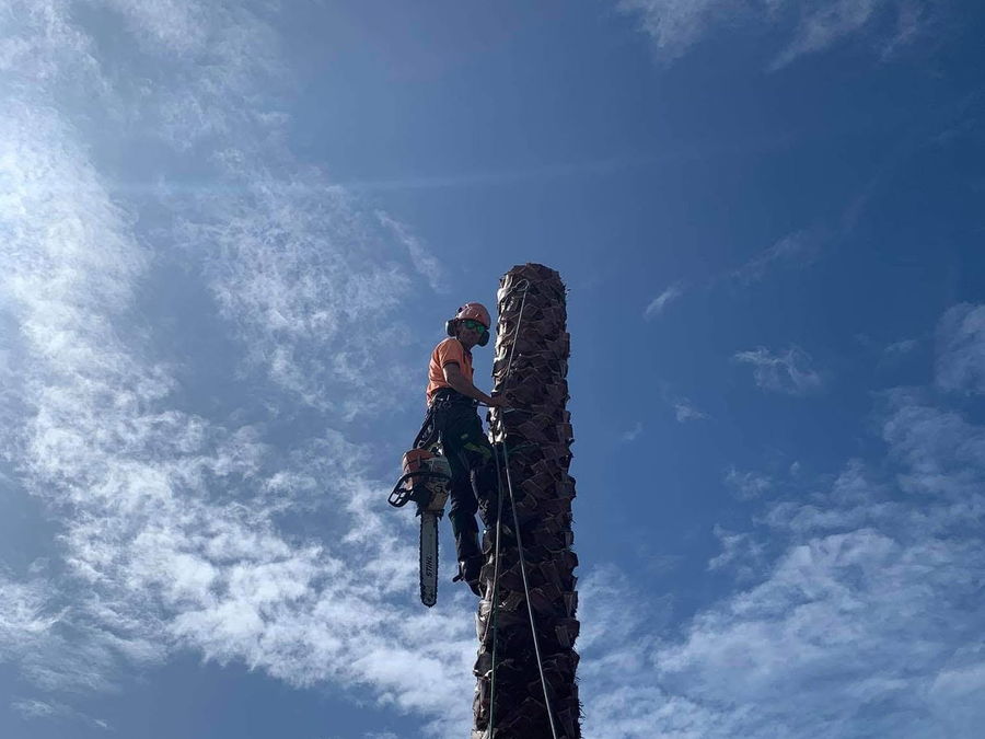 Arborist in orange hi-vis roped to the top of a bare palm trunk with a chainsaw, against a blue sky streaked with cloud