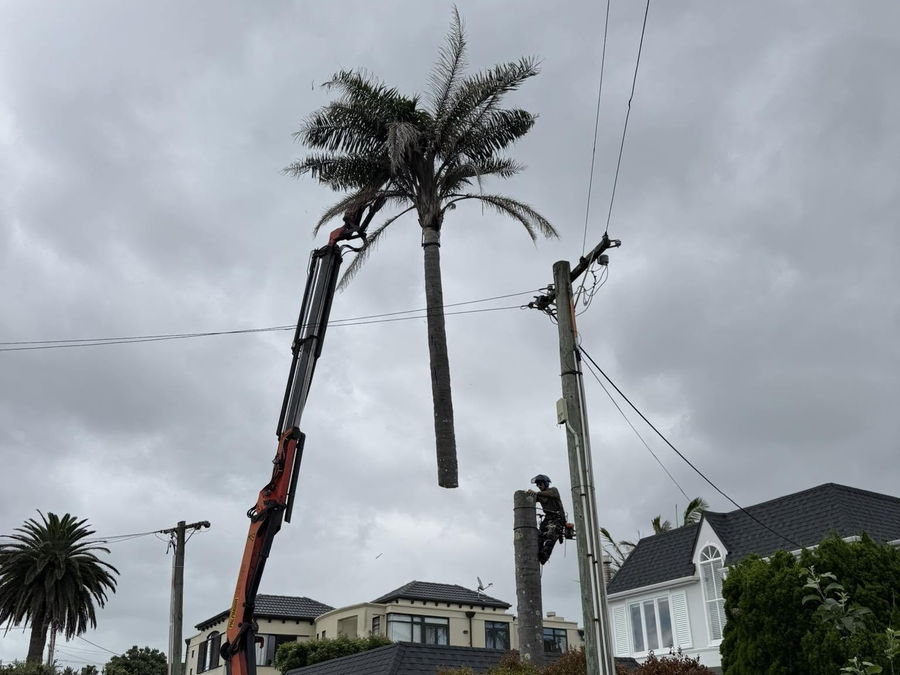 A truck-mounted crane lifting a cut length of palm trunk away over the street while an arborist works at the top of the remaining trunk beside a power pole