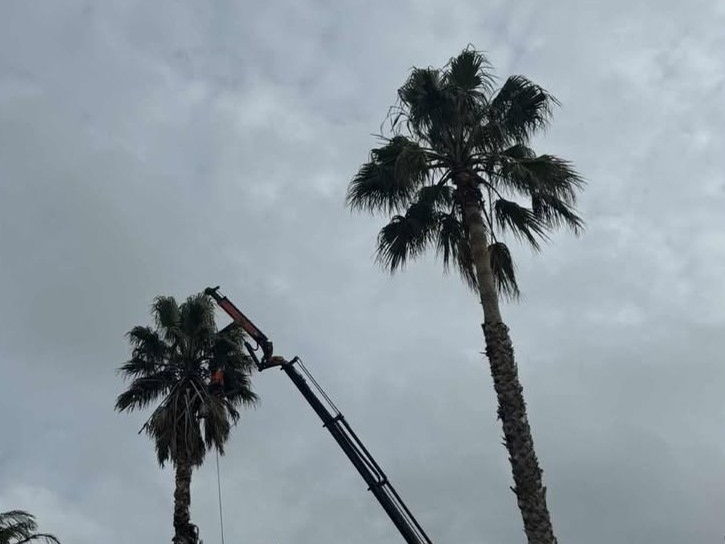 A crane reaching up beside two tall fan palms on a residential section under grey cloud