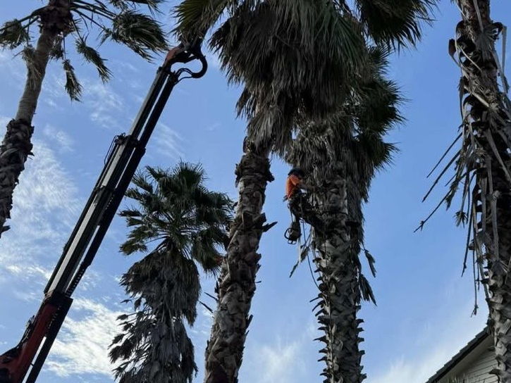 A crane boom lowering a length of palm trunk between a row of tall fan palms in front of a two-storey house