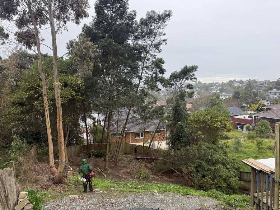 Before clearing: a sloping back section crowded with gum trees and scrub, an arborist with a chainsaw standing at the bottom