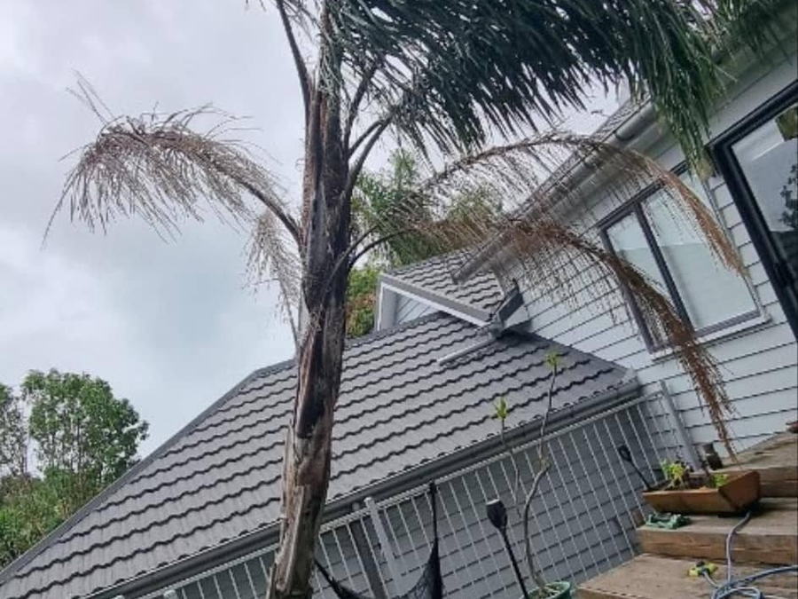A palm leaning in towards a weatherboard house beside the deck steps