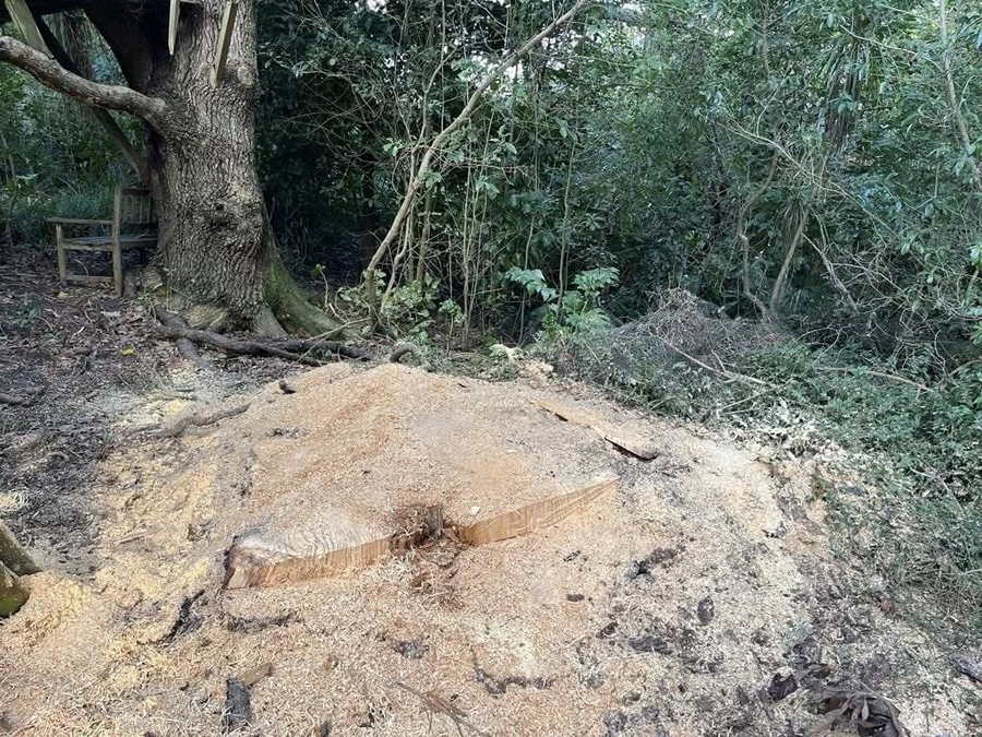 A large stump ground down into a spread of fresh wood chips in a bush garden