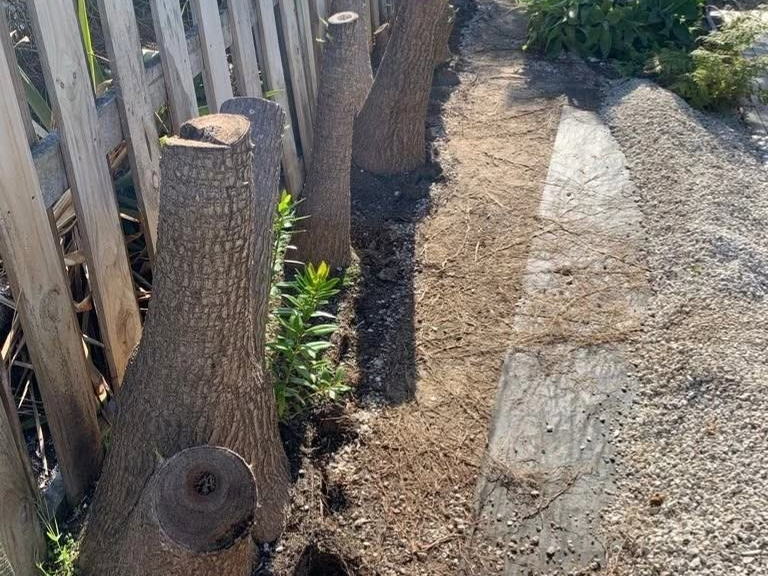 Before: a row of cut tree stumps along a paling fence beside a gravel path