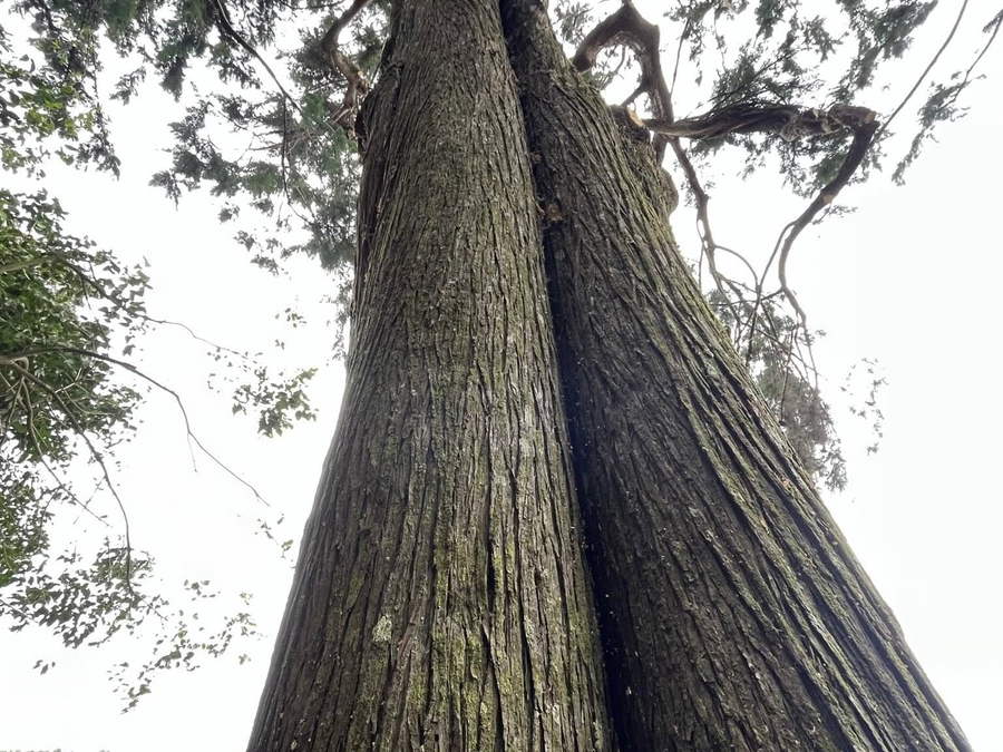 Looking straight up the two tall, straight trunks of a large tree into its crown