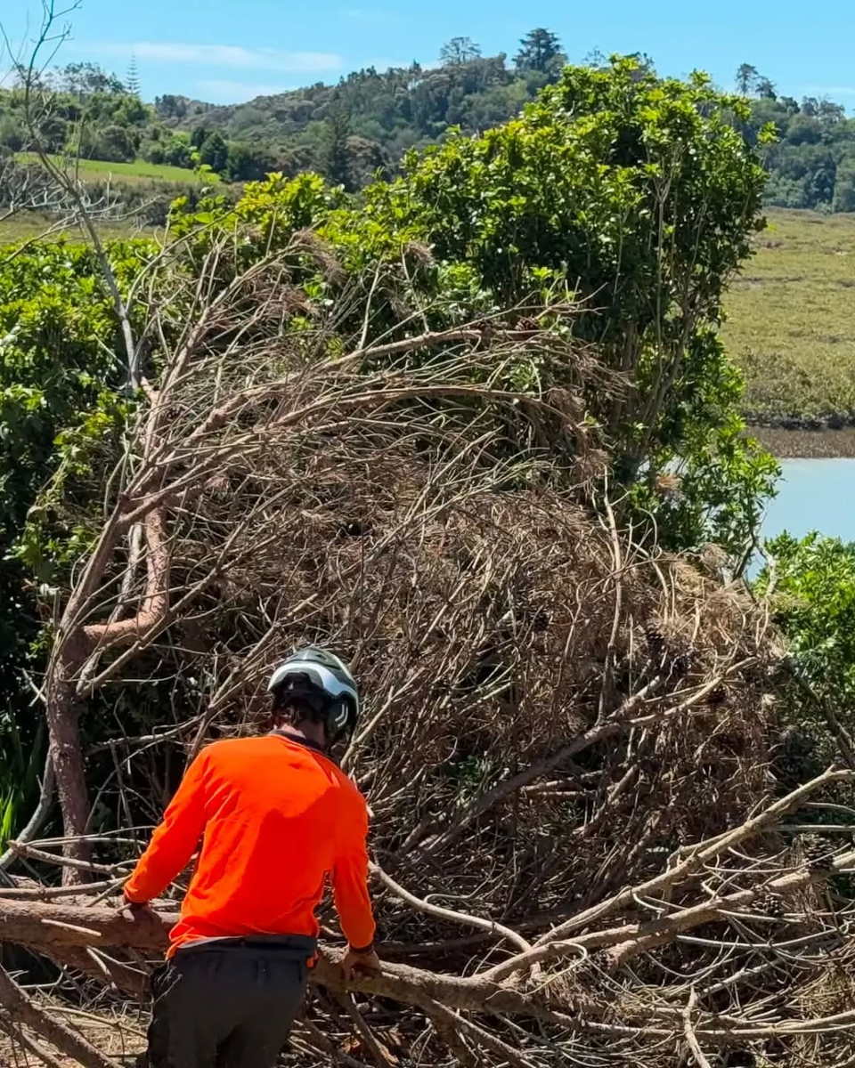 Arborist in orange hi-vis and a climbing helmet pulling apart a large pile of dead, overgrown shrubs beside an estuary