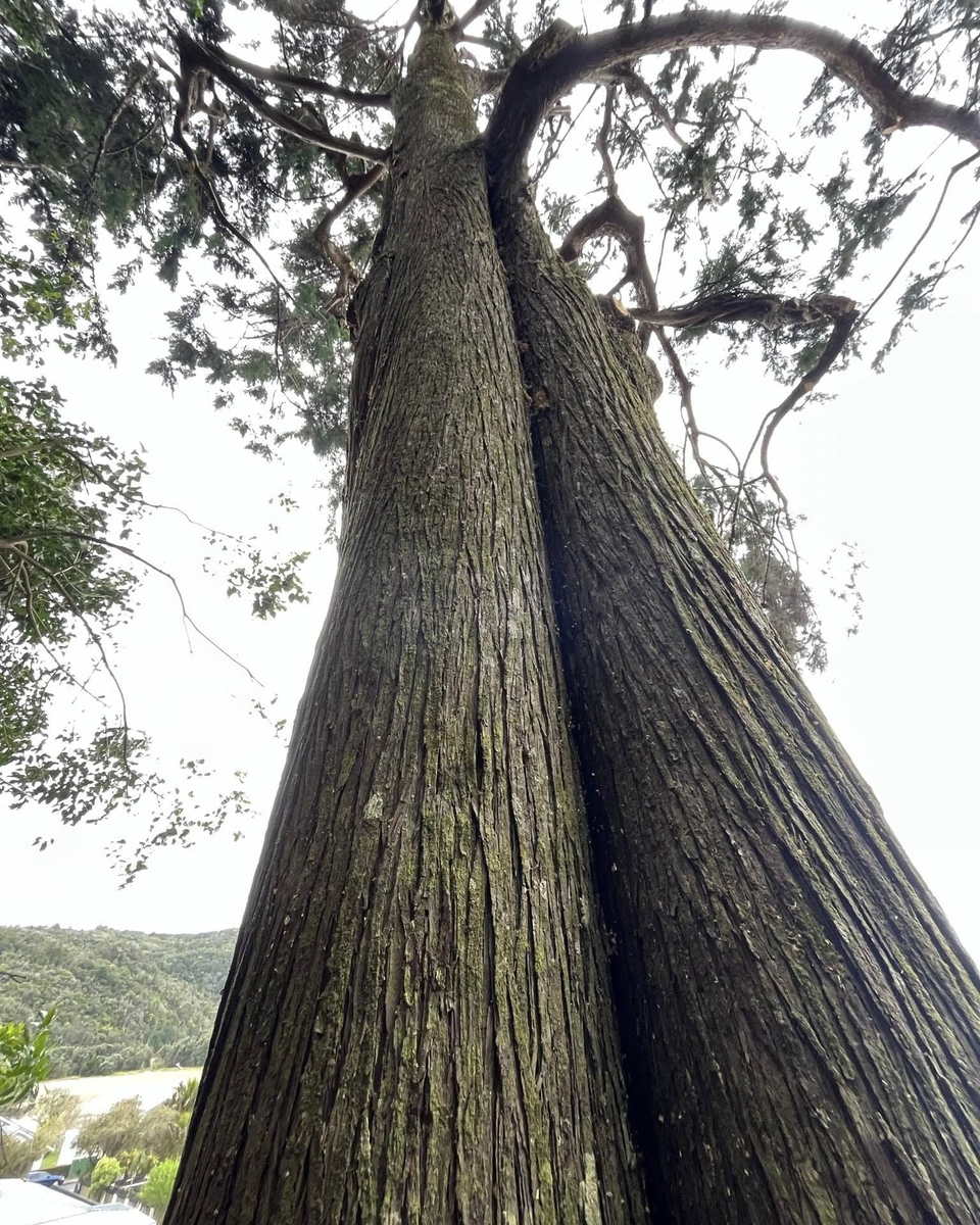 Looking straight up the two tall, straight trunks of a large tree into its crown