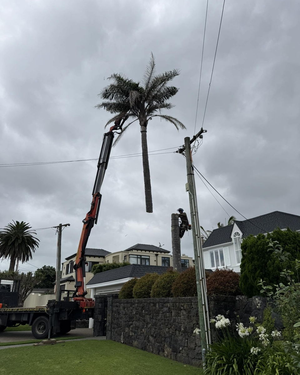 A truck-mounted crane lifting a cut length of palm trunk away over the street while an arborist works at the top of the remaining trunk beside a power pole
