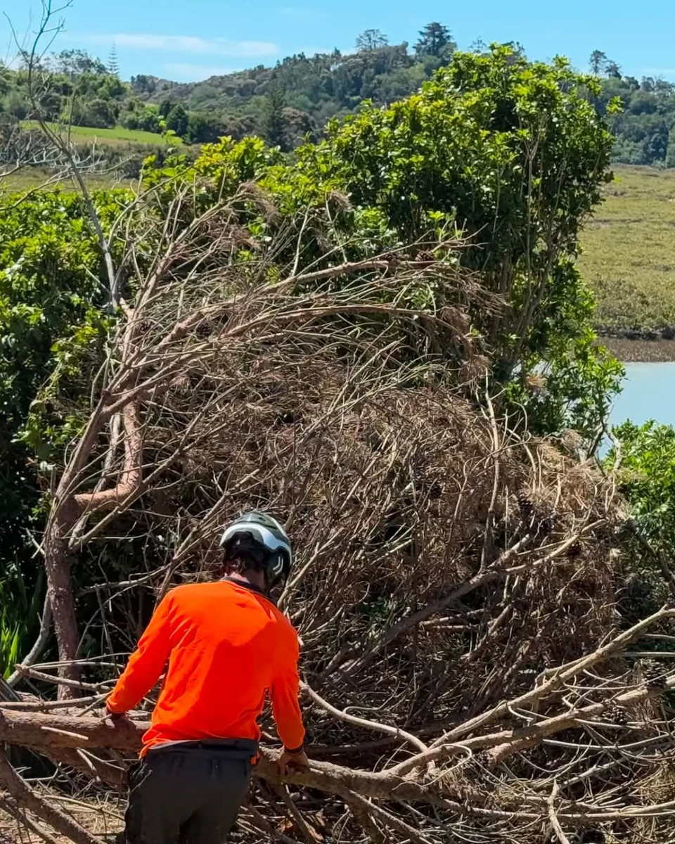 Arborist in orange hi-vis and a climbing helmet pulling apart a large pile of dead, overgrown shrubs beside an estuary