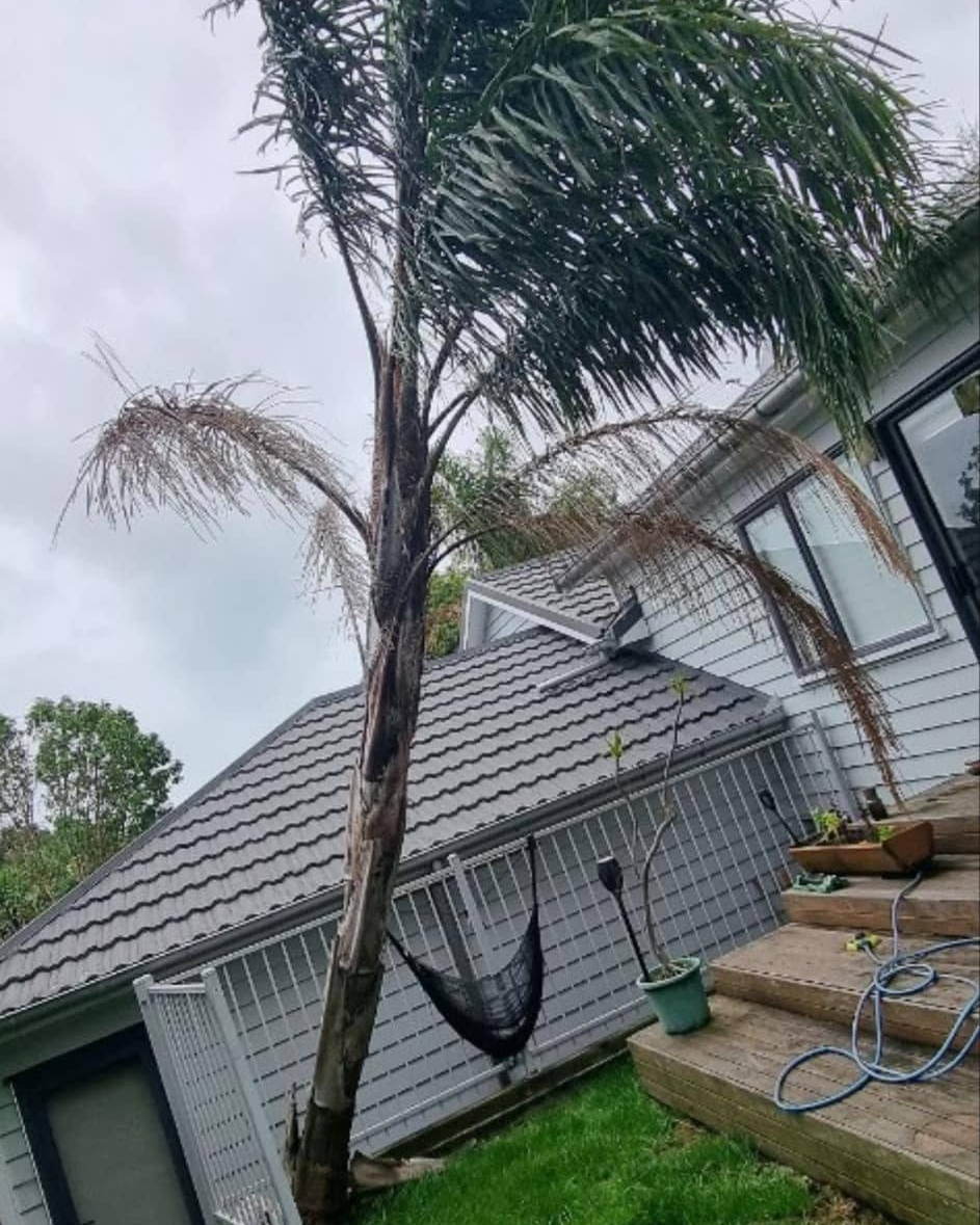 A palm leaning in towards a weatherboard house beside the deck steps