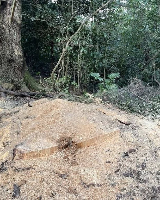 A large stump ground down into a spread of fresh wood chips in a bush garden