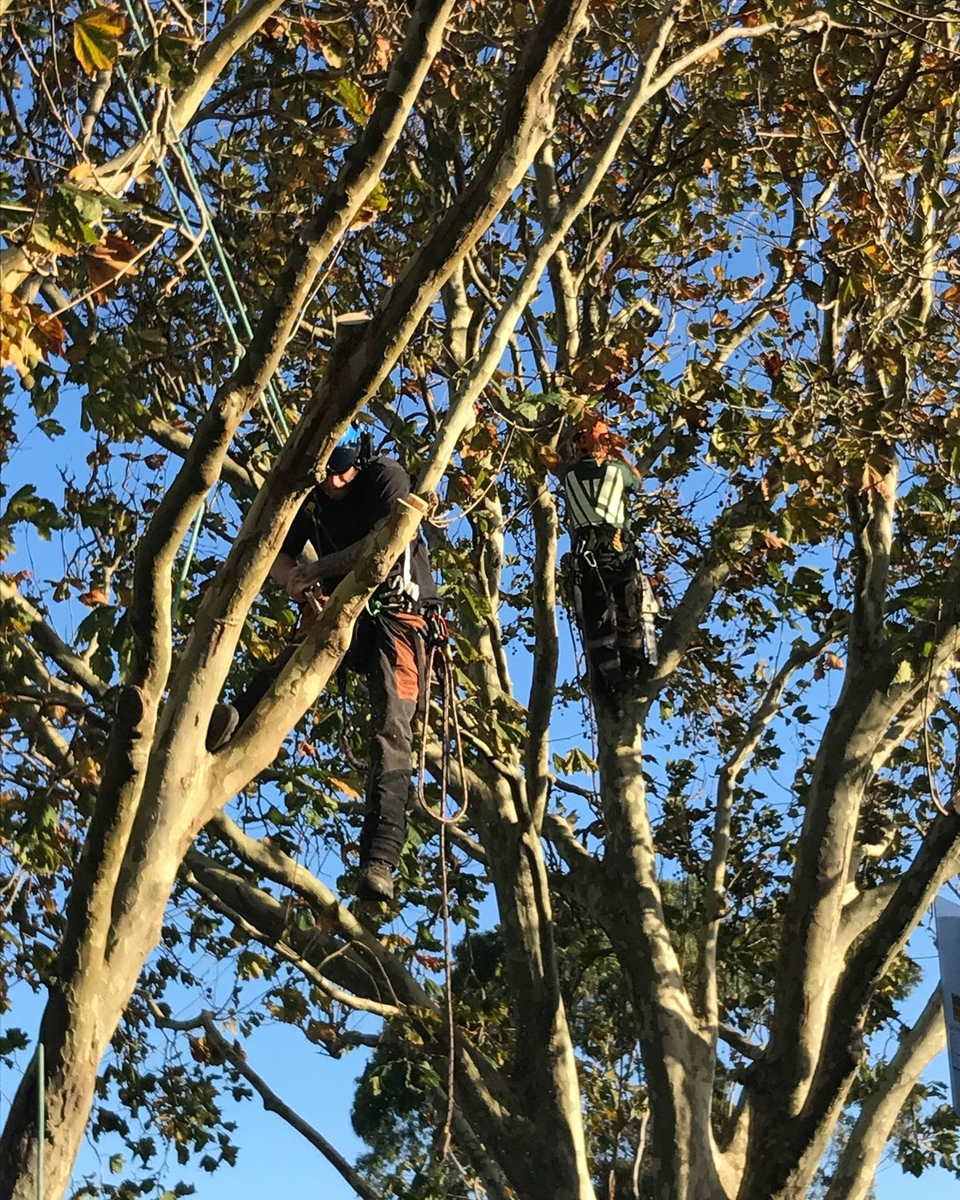 Two arborists roped into the canopy of a large deciduous tree, working among the branches against a blue sky